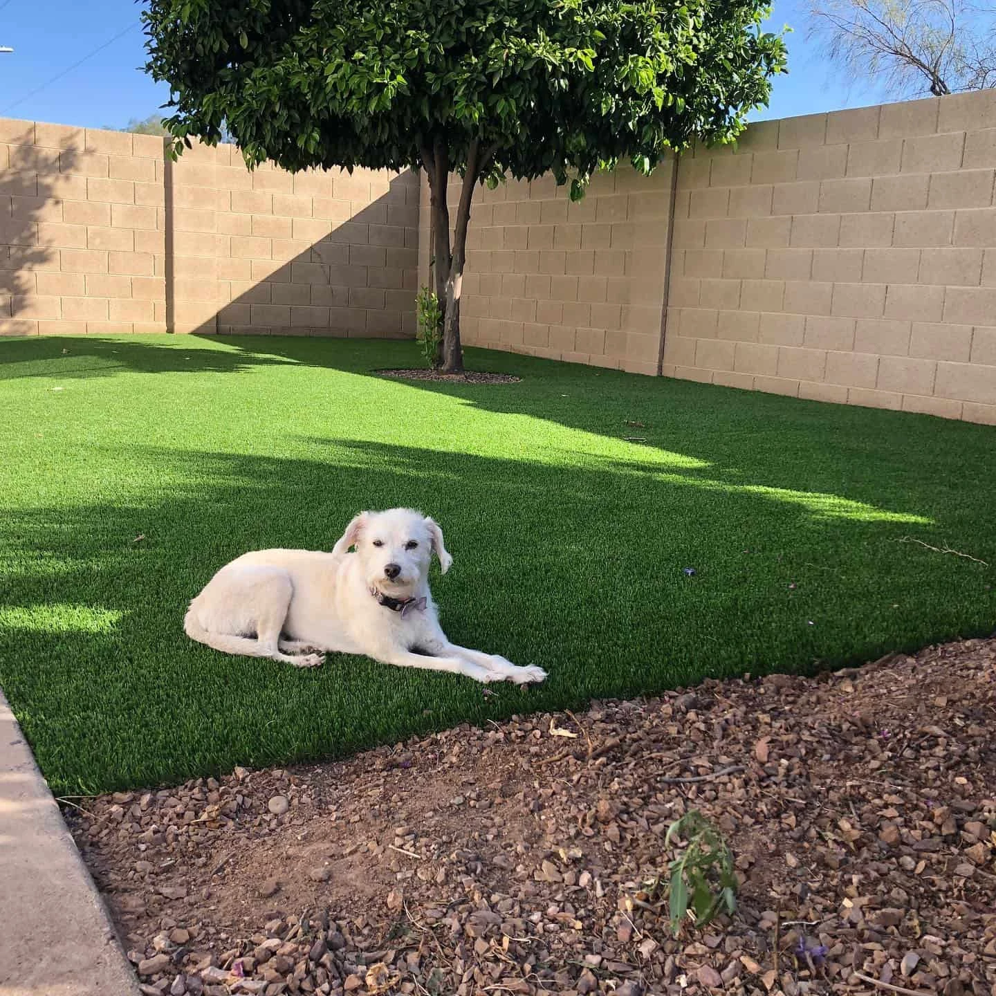 Pet Friendly Artificial Turf Installation in Cypress, TX